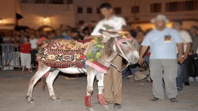 صورة “كورونا” تمنع تنظيم مهرجان لـ “الحمار” بالمغرب