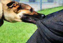 صورة هجوم كلب ضال على ممثلة شهيرة -صورة